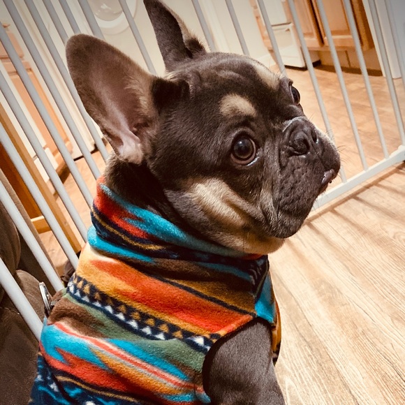 thefrenchie10
